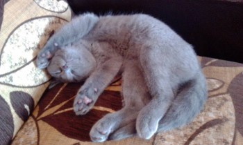 Любимая кошатинка  - IMG_20180305_115621.jpg