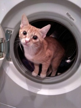 Любимая кошатинка  - IMG_20180209_184731_HDR.jpg