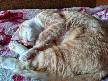 Любимая кошатинка  - IMG_20180220_161343_HDR.jpg