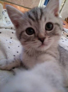 Любимая кошатинка  - IMG_20180313_182917.jpg