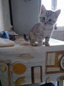 Любимая кошатинка  - IMG_20180319_181119.jpg