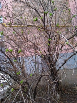 А что у нас с погодой? -6 - P_20180418_155816.jpg