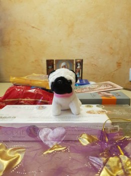 Любимый прекрасный мопс