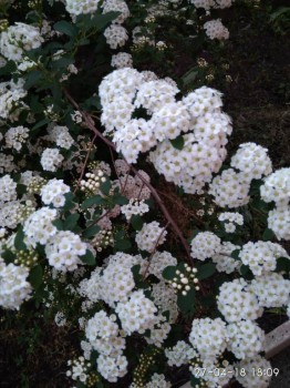 Невеста(спирея)