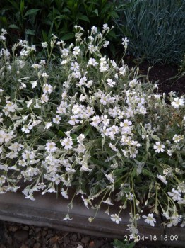 Не знаю,как называются эти бордюрники, но очень они мне нравятся.