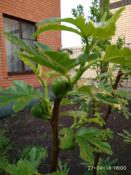 Наша дача - IMG_20180427_180007.jpg