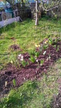 Наша дача - WP_20180429_003.jpg