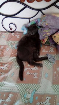 Любимая кошатинка  - image-0-02-04-c0bb949987b1eed225e6eb551777f58cf529a7763c7b727498f55a1520725c70-V.jpg