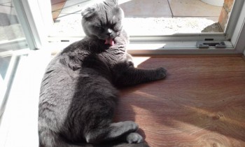 Любимая кошатинка  - 20180503_110123.jpg