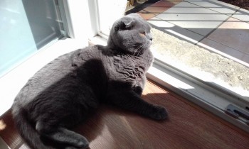 Любимая кошатинка  - 20180503_110136.jpg