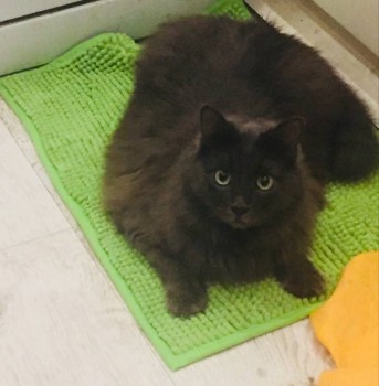 Любимая кошатинка  - I57mfwIYOco.jpg