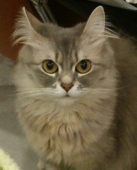 Любимая кошатинка  - 5gOnufqFBpE1.jpg