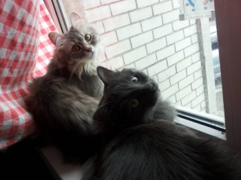 Любимая кошатинка  - 630.jpg