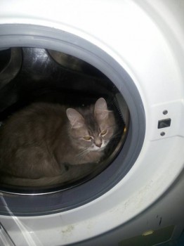 Любимая кошатинка  - 1E4NA4iPjDs.jpg