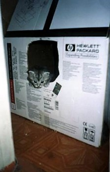 Любимая кошатинка  - suzi 1.jpg