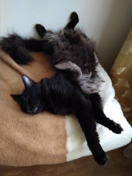 Любимая кошатинка  - IMG_20180522_095307.jpg