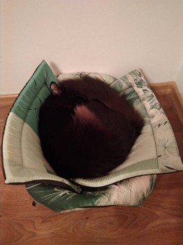 Любимая кошатинка  - IMG_20180527_211158.jpg