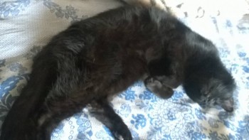 Любимая кошатинка  - WP_20180527_006.jpg