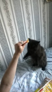 Любимая кошатинка  - WP_20180530_003.jpg