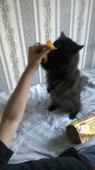 Любимая кошатинка  - WP_20180530_001.jpg