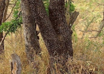 Фотозагадки - kK5uhl5cxdc.jpg