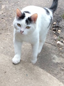 Любимая кошатинка  - 88DFE5B3-9A2A-48C5-B171-EED9C8817F2F.jpeg