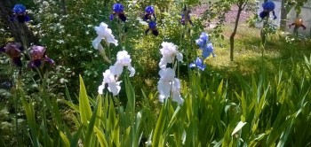 Наша дача - ирисы разные.jpg