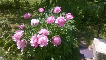 Наша дача - WP_20180603_008.jpg