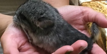 Фотозагадки - 80B2726A-8E67-4850-8318-5EDDEE28FD03.jpeg