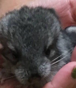 Фотозагадки - 39D0BB53-6A05-4650-AA95-6268D6908705.jpeg