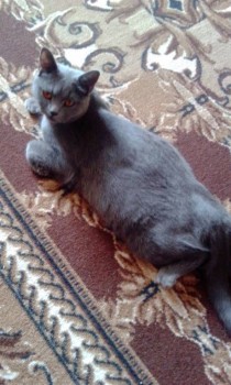 Любимая кошатинка  - IMG_20180609_093544.jpg