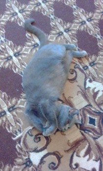 Любимая кошатинка  - IMG_20180618_185838.jpg