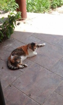 Любимая кошатинка  - 20180603_114827.jpg