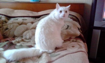 Любимая кошатинка  - IMG_20180703_200925.jpg