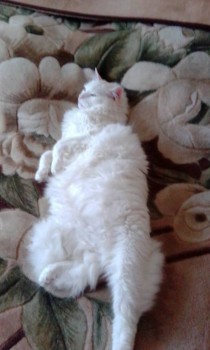 Любимая кошатинка  - IMG_20180703_193441.jpg