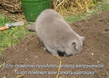 Любимая кошатинка  - faiBvkWP8V4.jpg