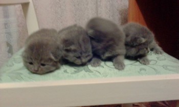 Любимая кошатинка  - IMG_20180708_225821.jpg