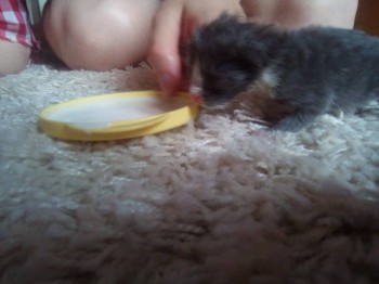 Любимая кошатинка  - IMG_20180710_180245.jpg