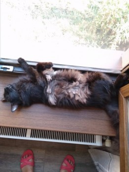 Любимая кошатинка  - IMG_20180714_172631.jpg