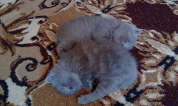 Любимая кошатинка  - IMG_20180714_140025.jpg