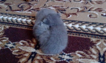 Любимая кошатинка  - IMG_20180714_140031.jpg