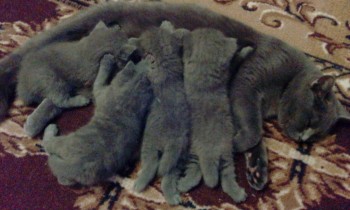 Любимая кошатинка  - IMG_20180718_211624.jpg