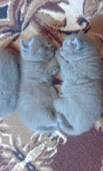 Любимая кошатинка  - IMG_20180720_154202.jpg