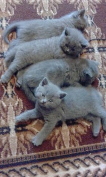 Любимая кошатинка  - IMG_20180728_160254.jpg