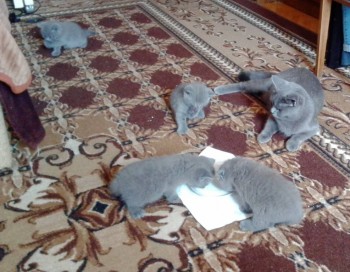 Любимая кошатинка  - IMG_20180727_092548.jpg