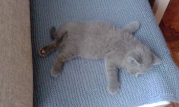 Любимая кошатинка  - IMG_20180803_193817.jpg