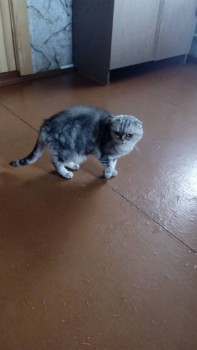 Любимая кошатинка  - IMG-20180806-WA0006.jpeg