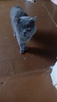 Любимая кошатинка  - IMG-20180806-WA0010.jpeg