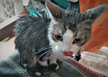 Любимая кошатинка  - UJh4eBWRkCk.jpg