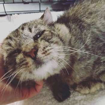 Любимая кошатинка  - IMG_9414.JPG